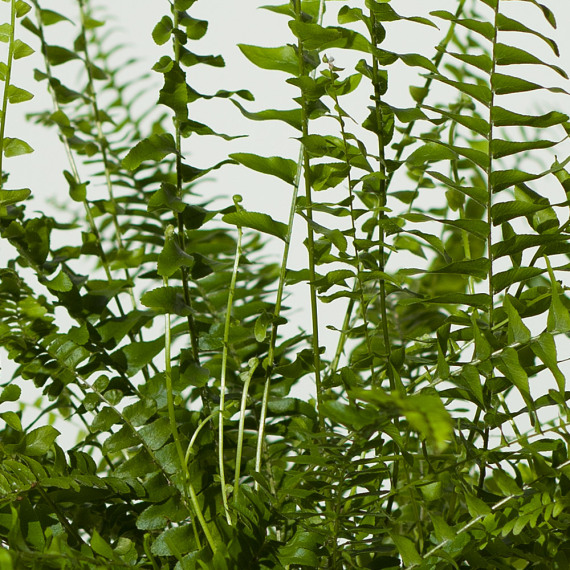 Boston Fern Plant - Maybelline Makeup Sky High Mascara review and price