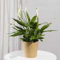 Peace Lily Plant - Maybelline Makeup Sky High Mascara review and price