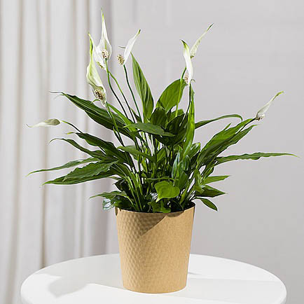 Peace Lily Plant - Maybelline Makeup Sky High Mascara review and price
