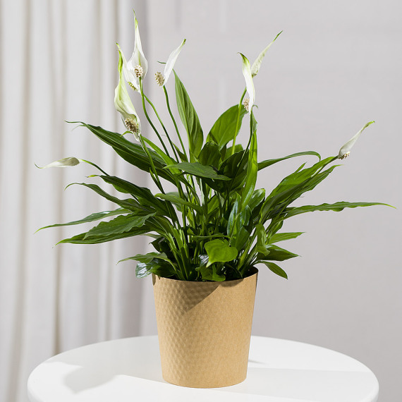 Peace Lily Plant - Maybelline Makeup Sky High Mascara review and price