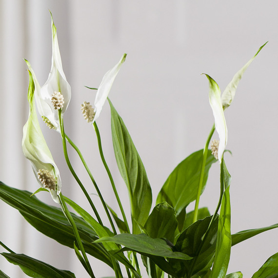 Peace Lily Plant - Maybelline Makeup Sky High Mascara review and price