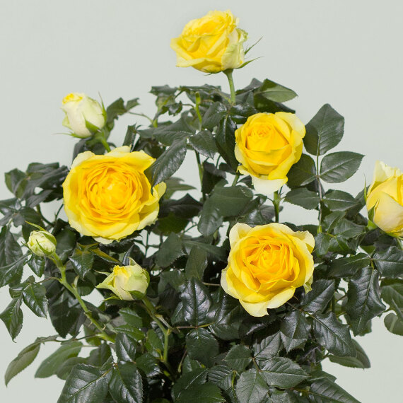 Yellow Rose Plant - Maybelline Makeup Sky High Mascara review and price