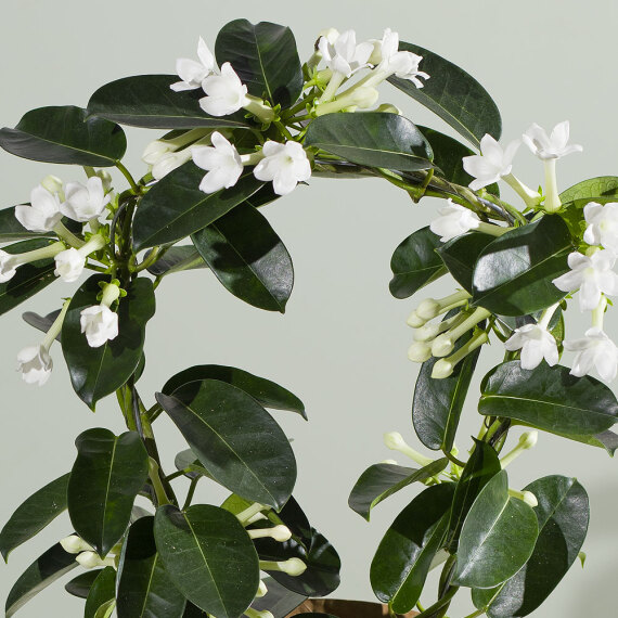 Stephanotis Plant - Maybelline Makeup Sky High Mascara review and price