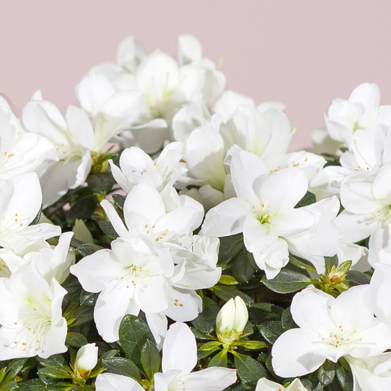White Azalea Plant - Maybelline Makeup Sky High Mascara review and price