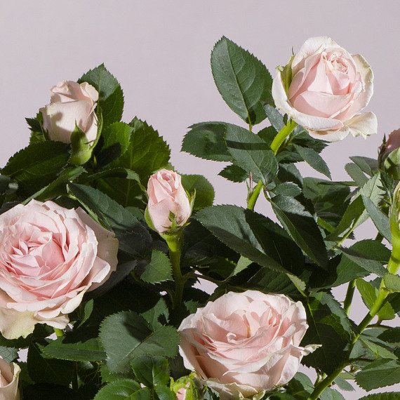 Pink Rose Plant - Maybelline Makeup Sky High Mascara review and price
