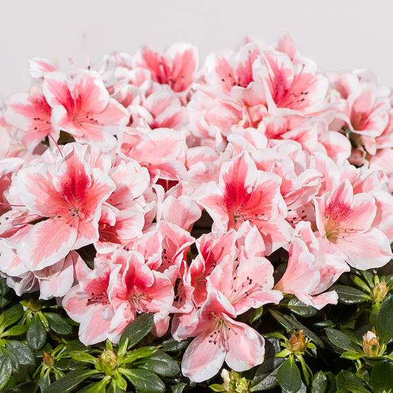Pink Azalea Plant - Maybelline Makeup Sky High Mascara review and price