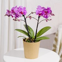 Phalaenopsis Orchid - Maybelline Makeup Sky High Mascara review and price