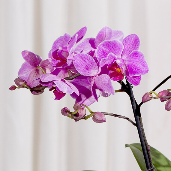 Phalaenopsis Orchid - Maybelline Makeup Sky High Mascara review and price